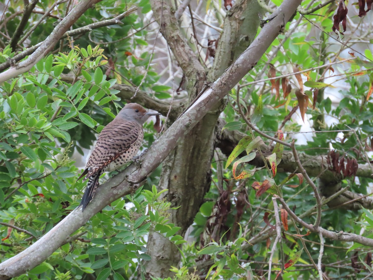 Pic flamboyant (groupe cafer) - ML647312204