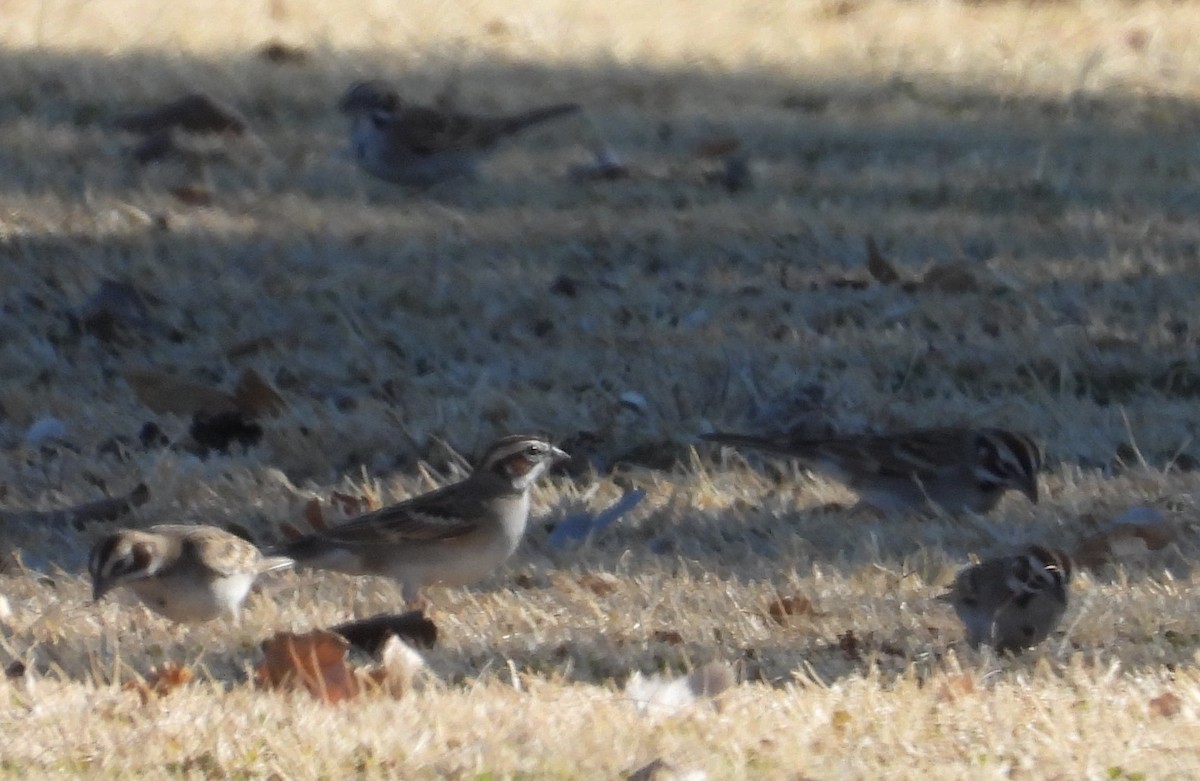 Lark Sparrow - ML647312210