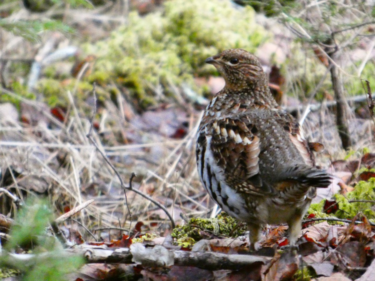 jeřábek kanadský - ML647312215