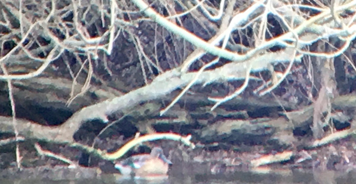 skjeand - ML647312220