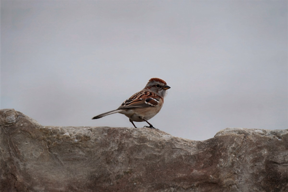 Baumammer - ML647312221