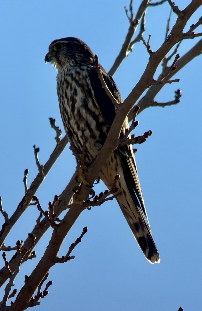 בז גמדי - ML647312227