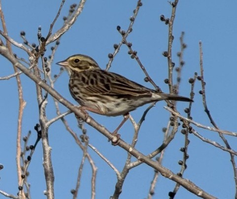 גיבתונית ערבות - ML647312239