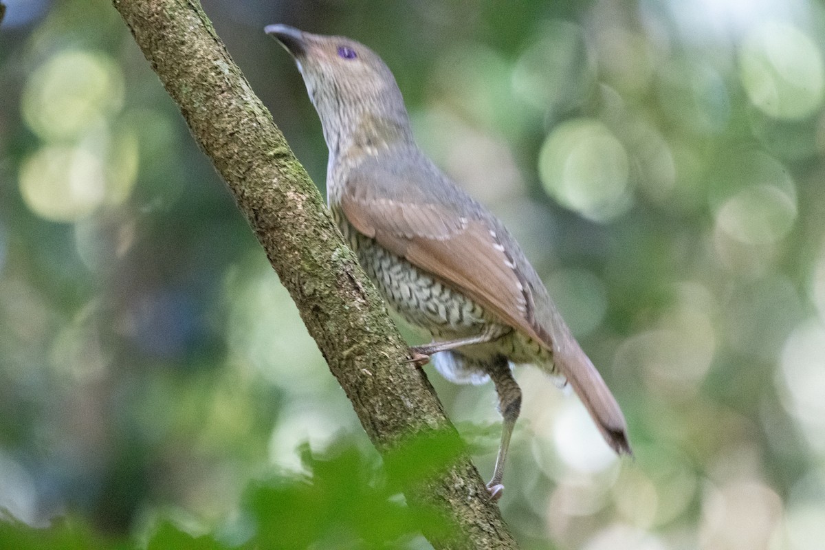 Satin Bowerbird - ML647312240