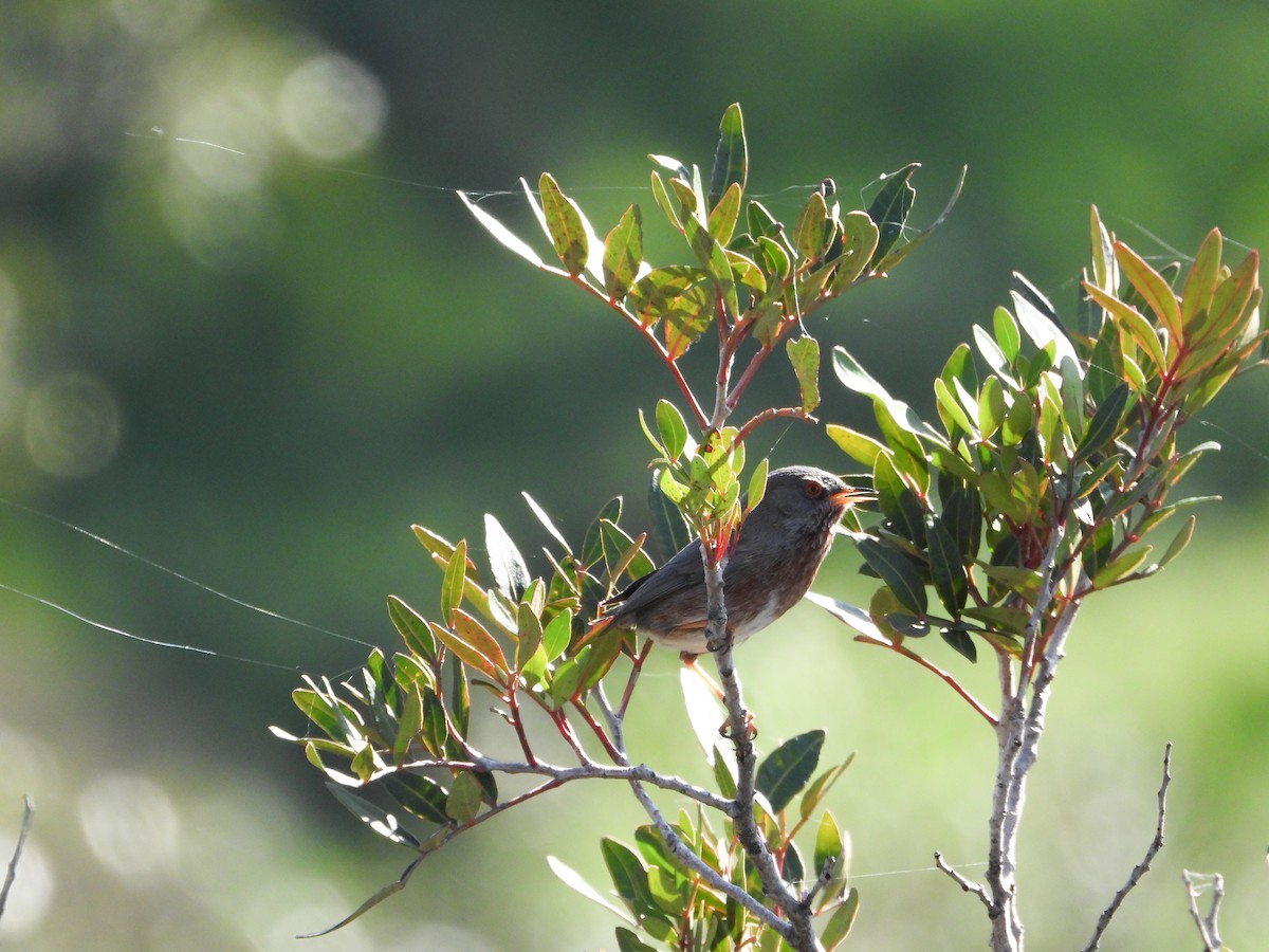 Funda Ötleğeni - ML647312247