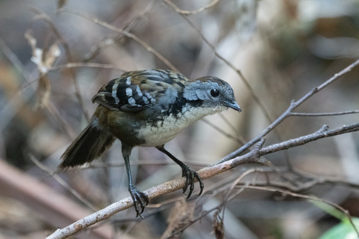 Australian Logrunner - ML647312249