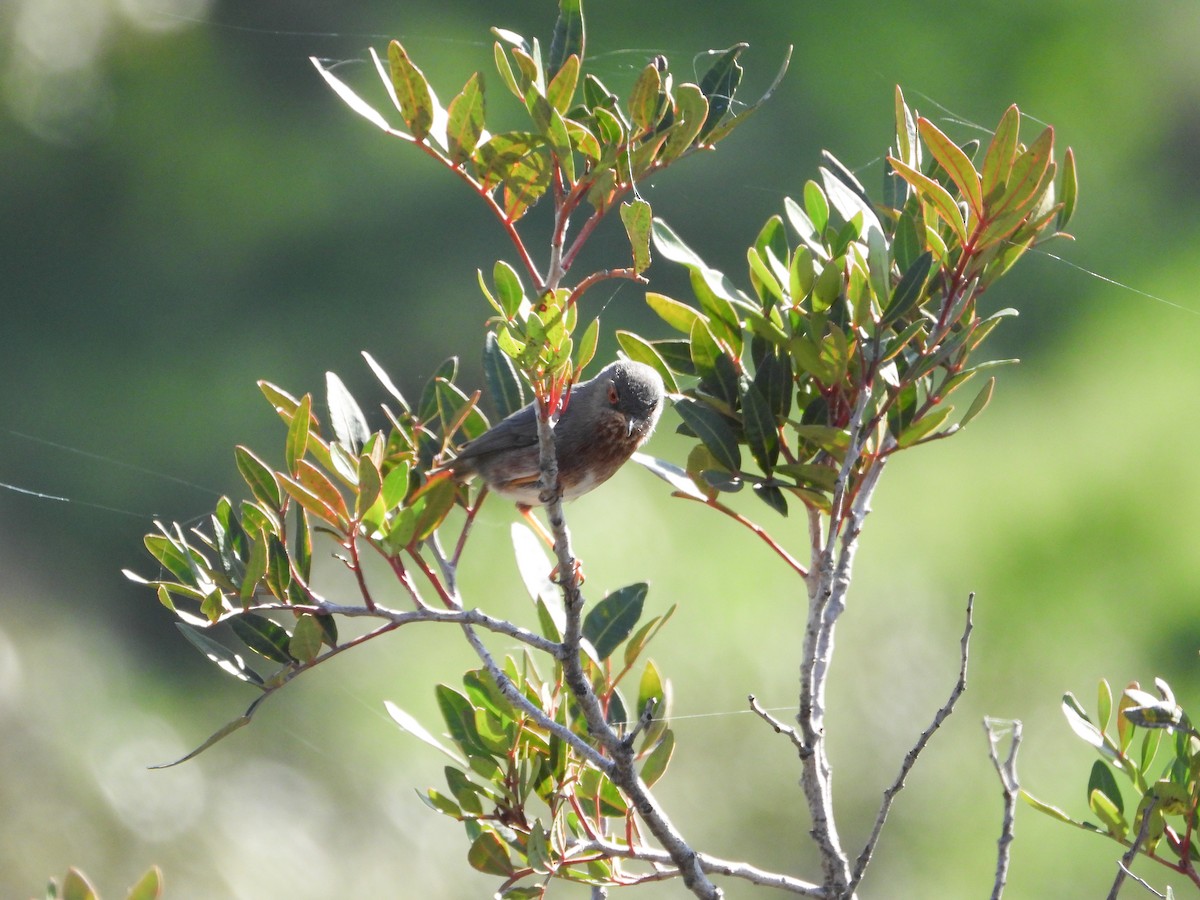 Funda Ötleğeni - ML647312261