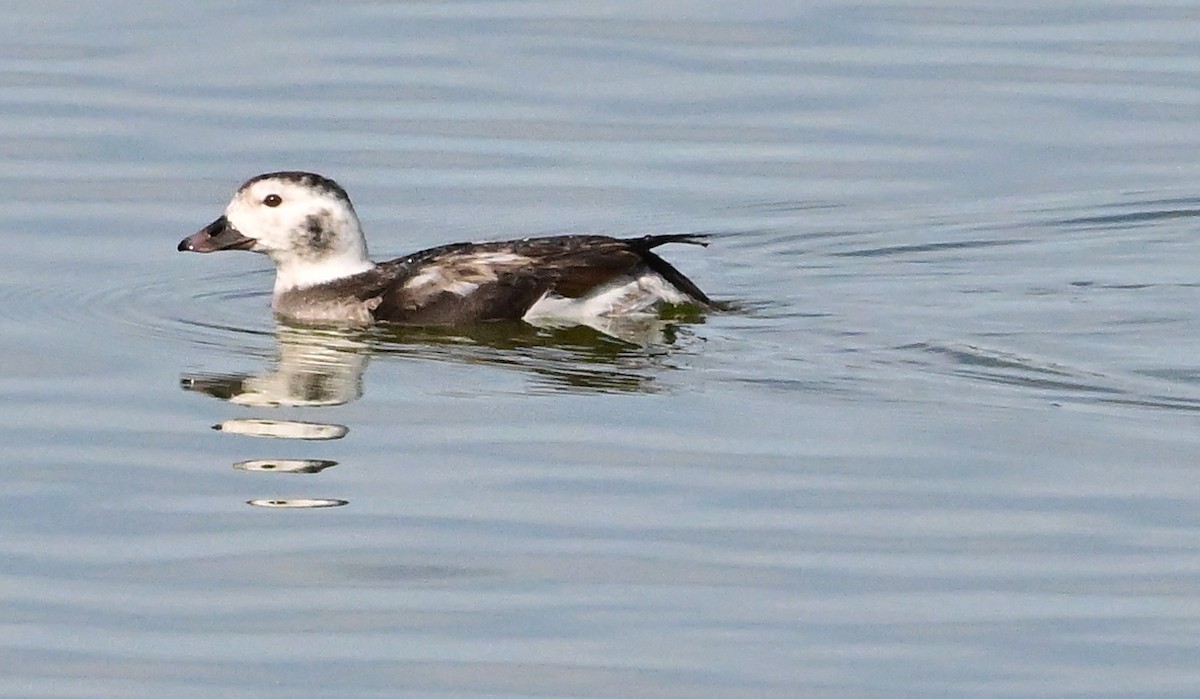Long-tailed Duck - ML647312263