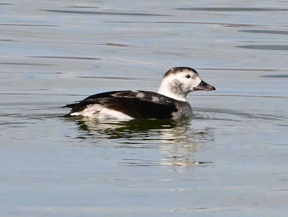 Long-tailed Duck - ML647312264