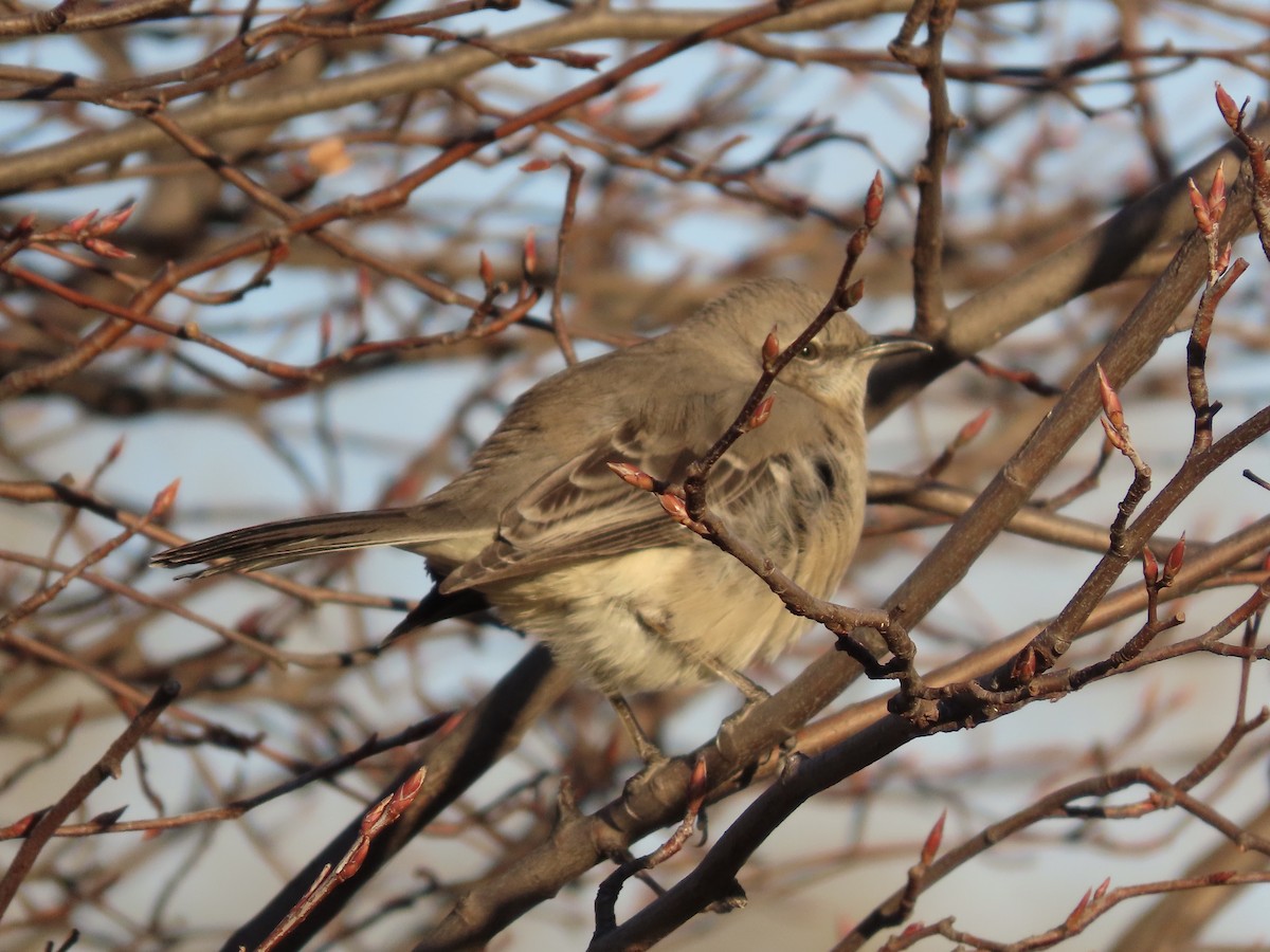 Пересмішник багатоголосий - ML647312269