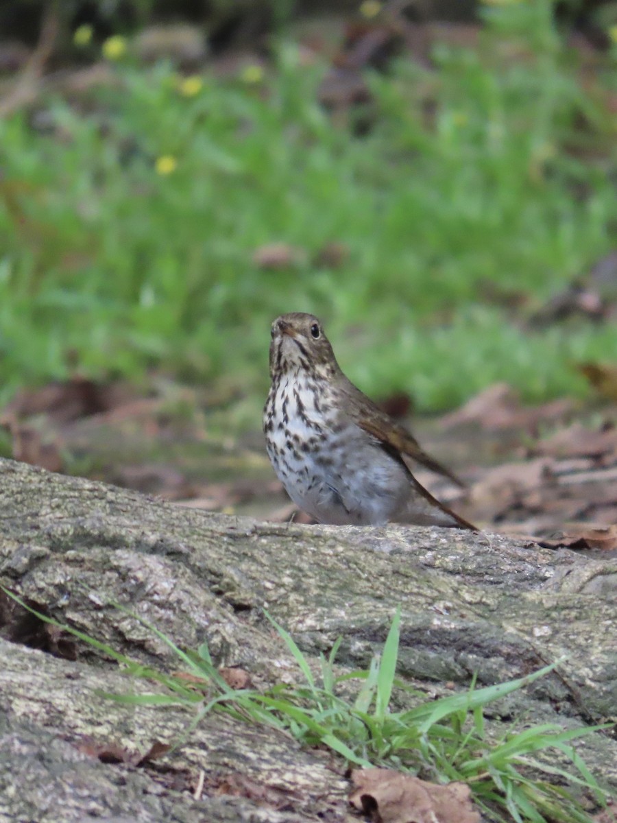 Hermit Thrush - ML647312276