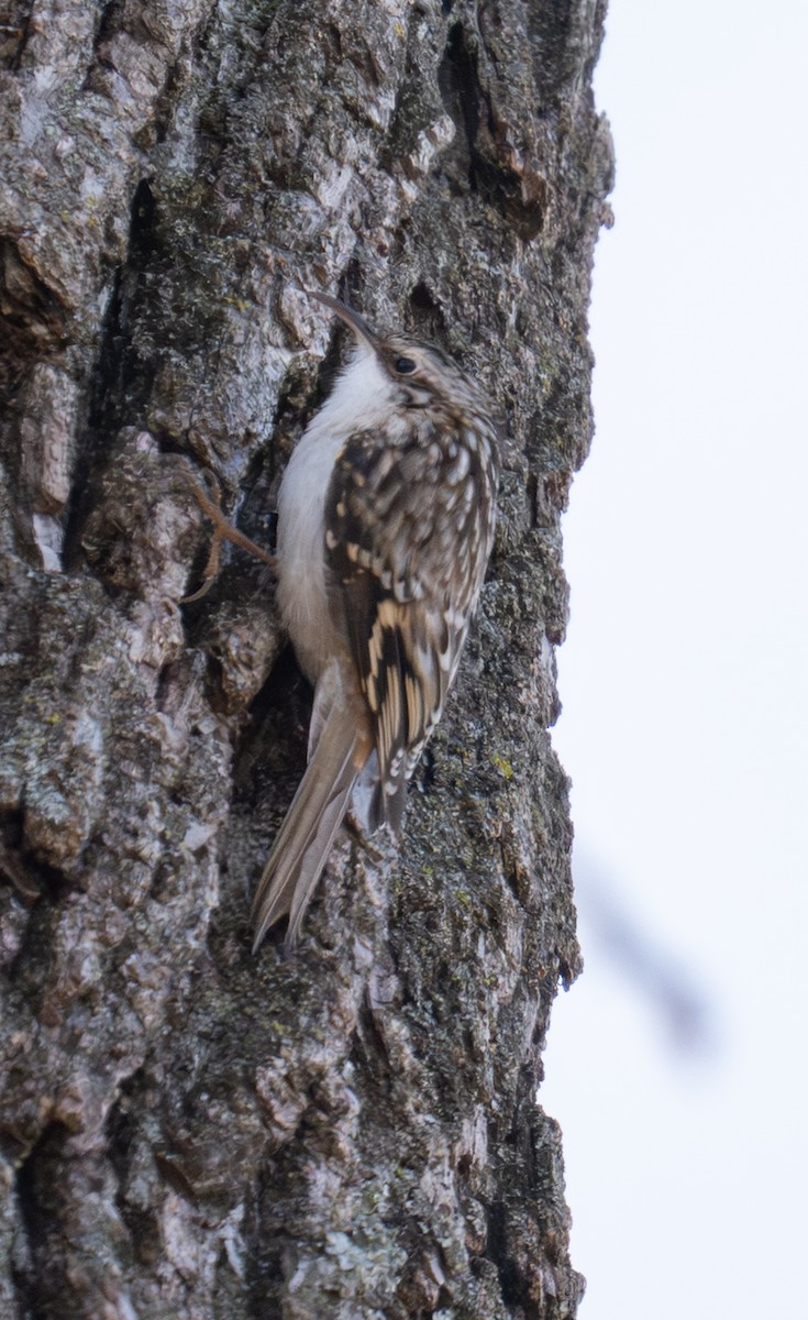 Brown Creeper - ML647312280