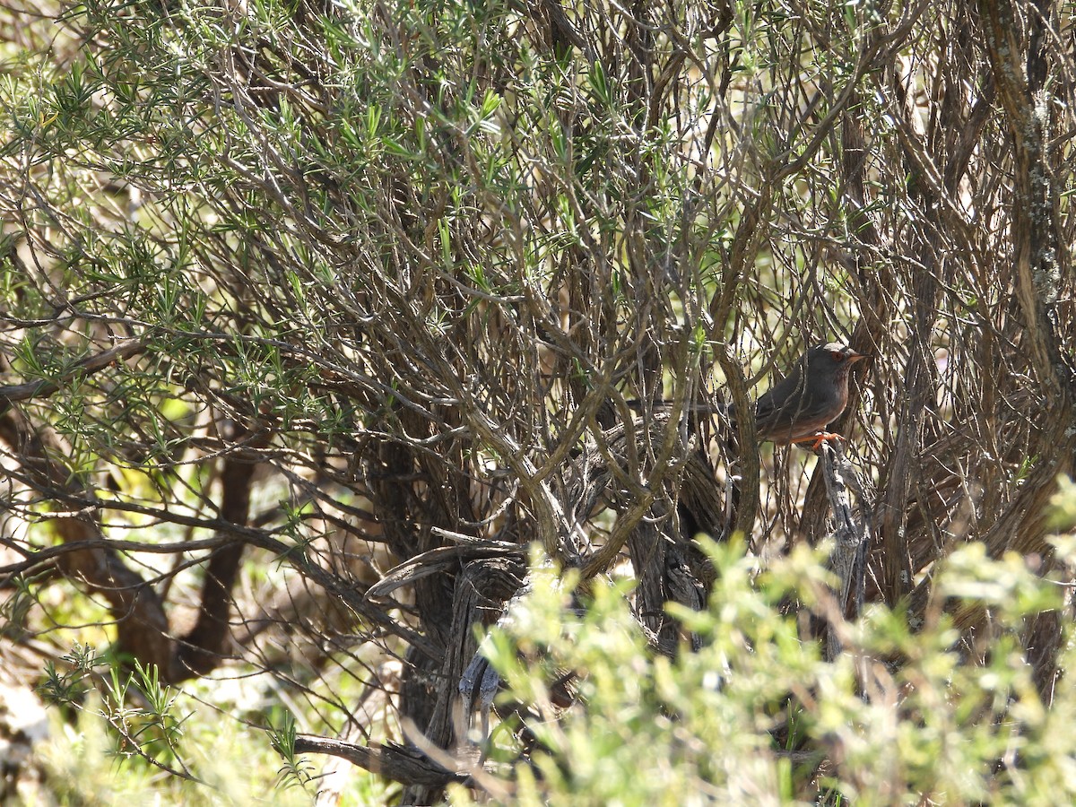 Funda Ötleğeni - ML647312285