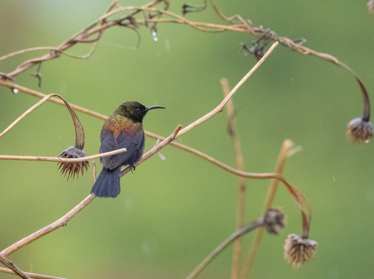 Copper Sunbird - ML647312289