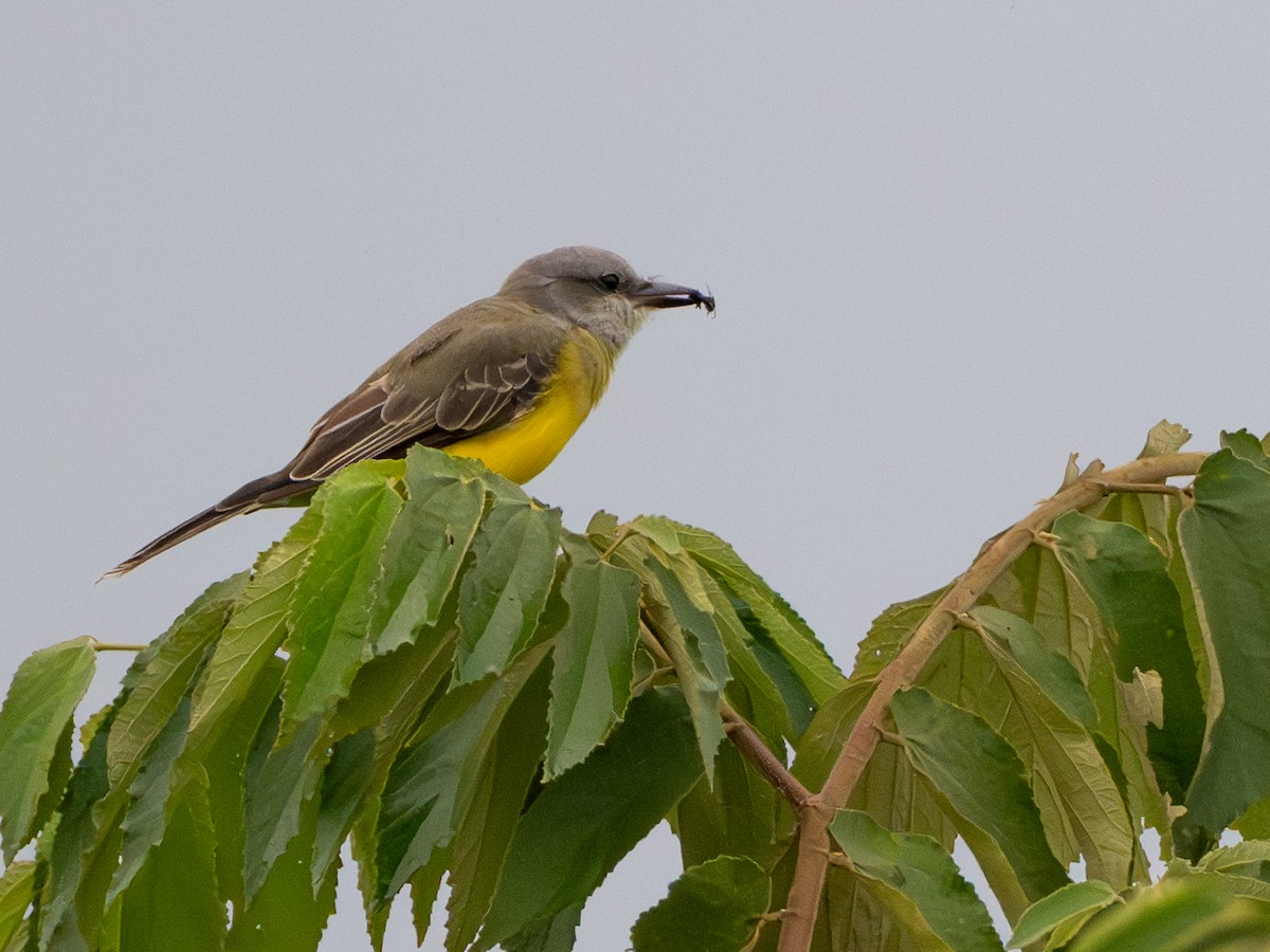 Tropical Kingbird - ML647312291