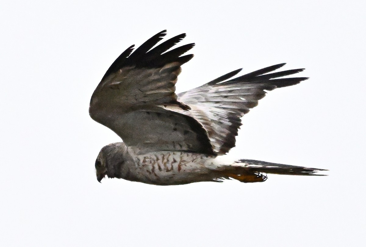 Mirotz zuri iparramerikarra - ML647312292