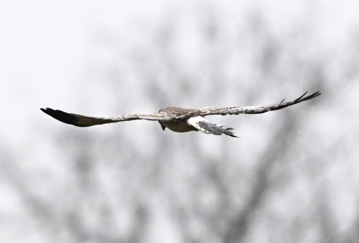 Mirotz zuri iparramerikarra - ML647312295