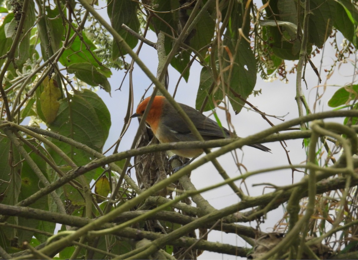 Brown-flanked Tanager - ML647312299