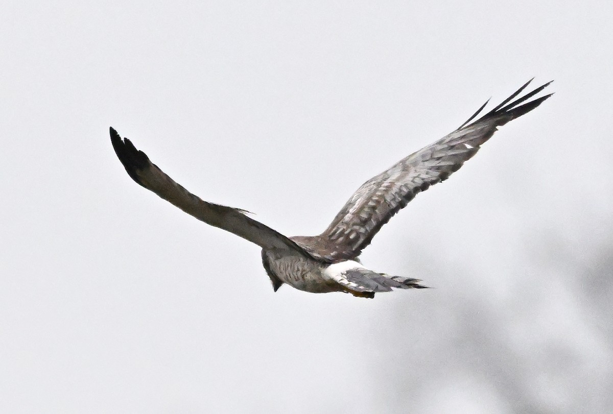 Mirotz zuri iparramerikarra - ML647312300