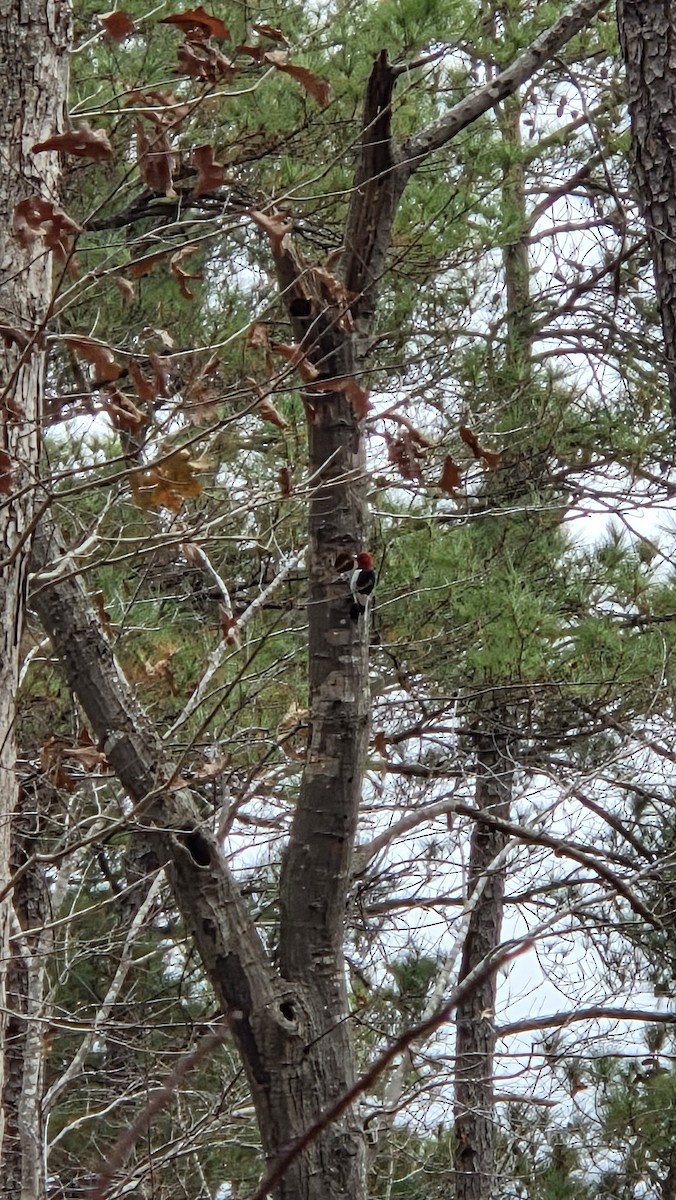 Red-headed Woodpecker - ML647312301