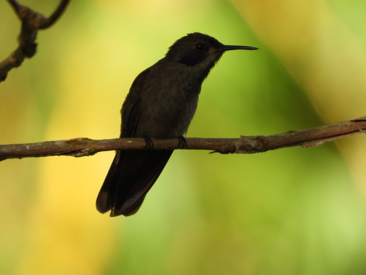 Brown Violetear - ML647312302