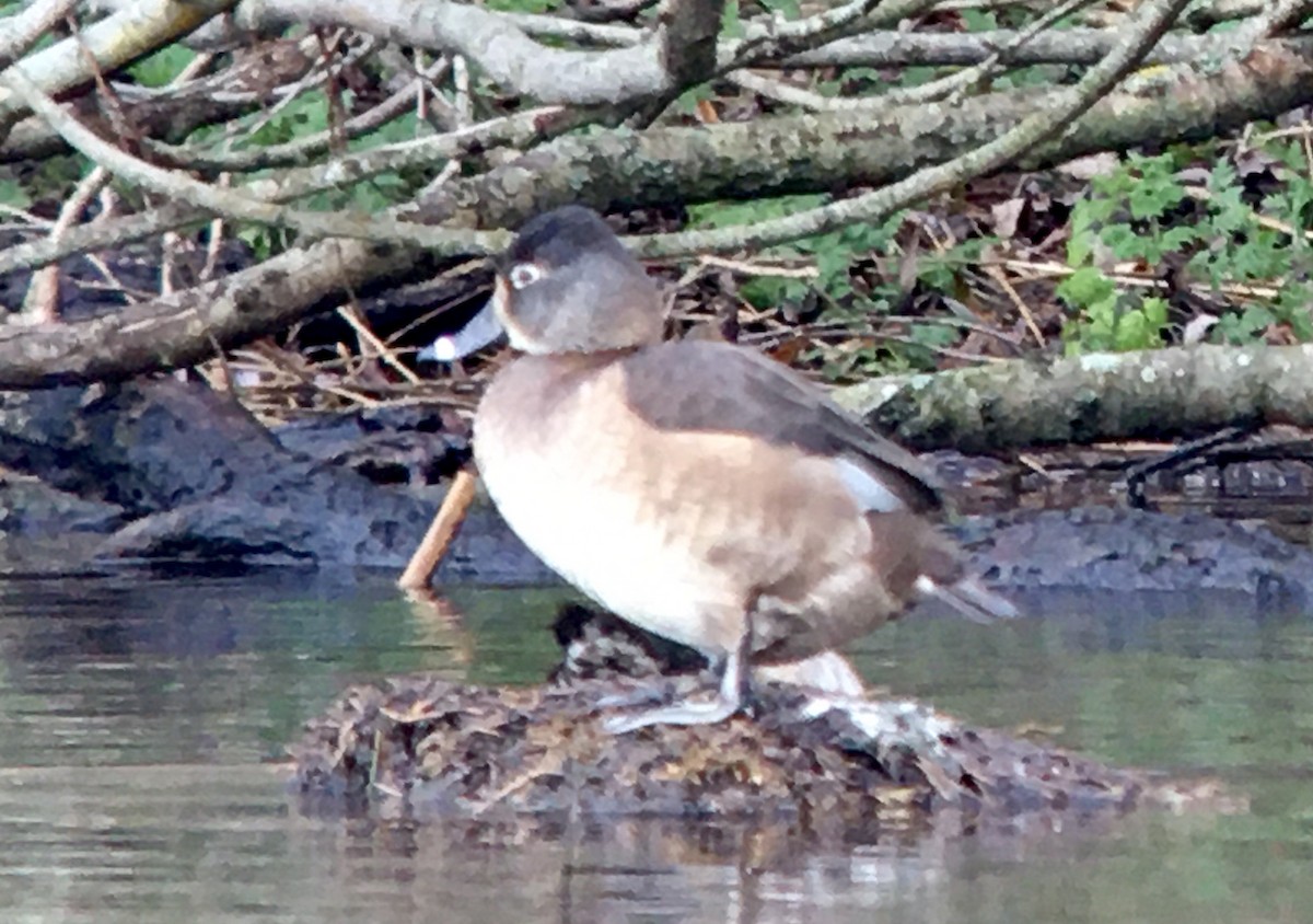 Murgilari lepokoduna - ML647312303