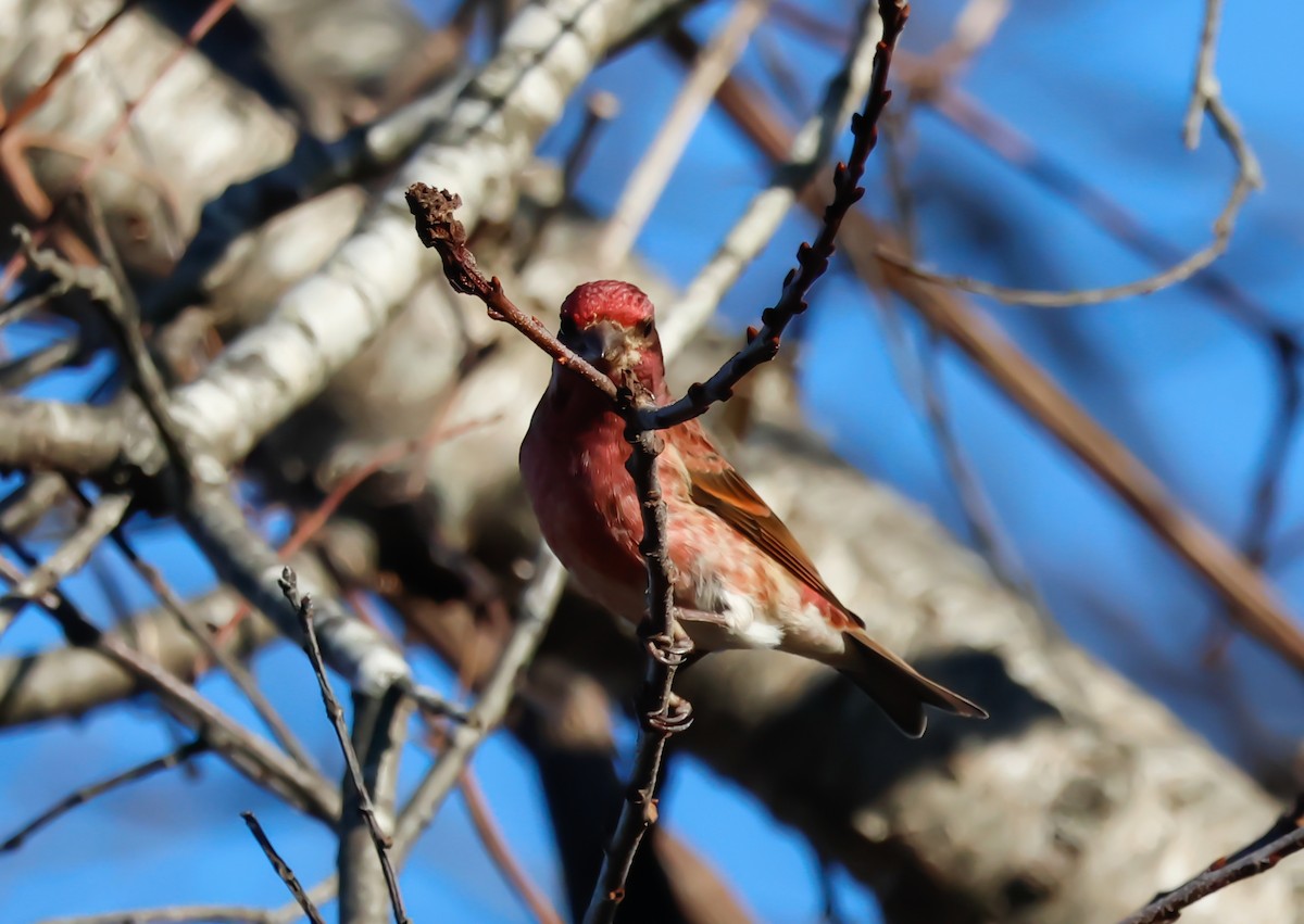 Purple Finch (Eastern) - ML647312305