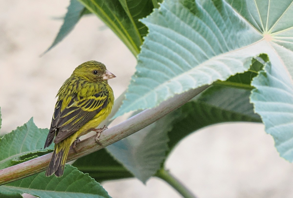 African Citril - ML647312306