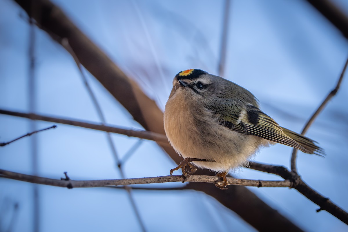 Erregetxo amerikarra - ML647312308