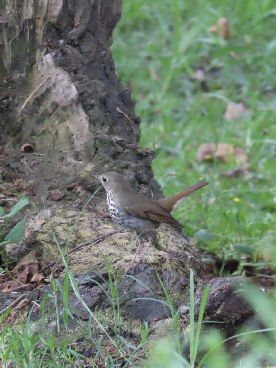 Grive solitaire - ML647312309