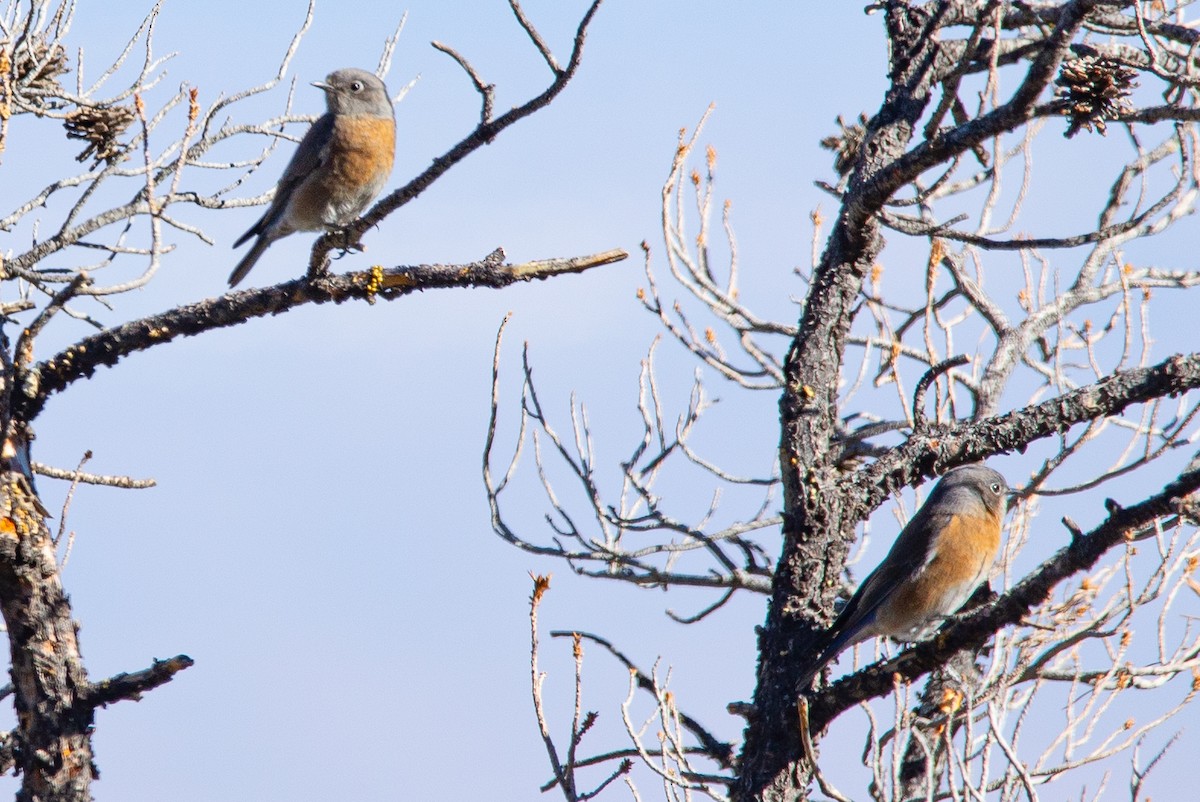 Western Bluebird - ML647312310