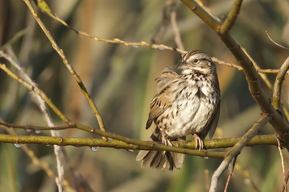 Song Sparrow - ML647312312