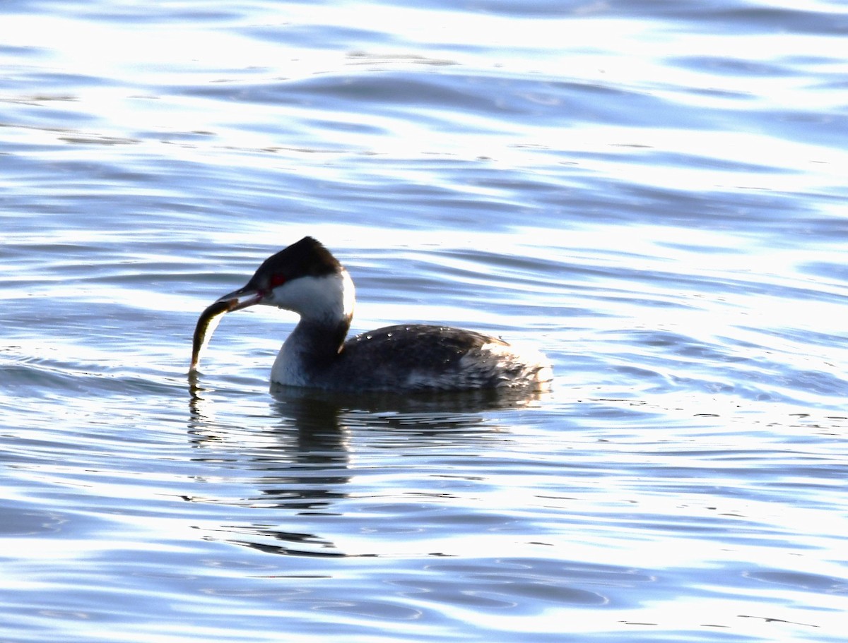 Txilinporta urrebelarria - ML647312314