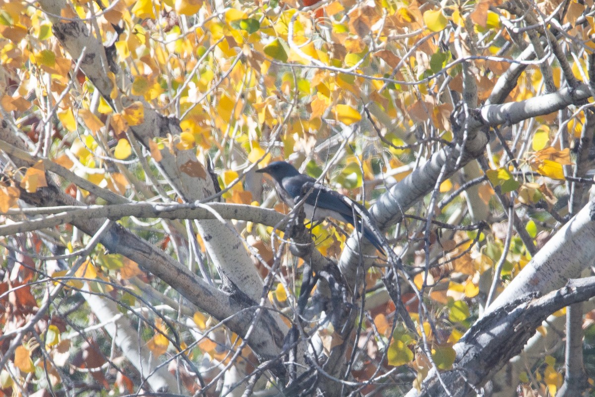 Mexican Jay - ML647312315