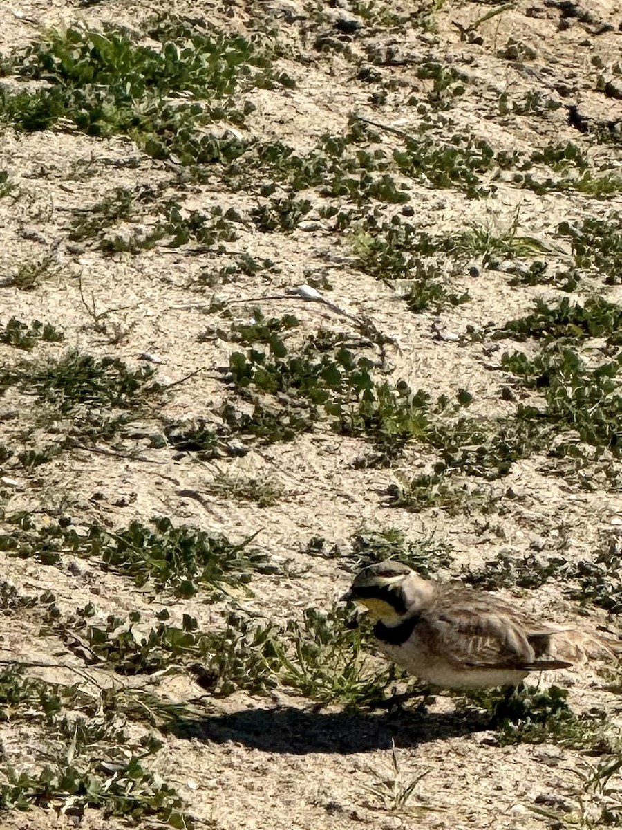 Hegatxabal adarduna - ML647312316