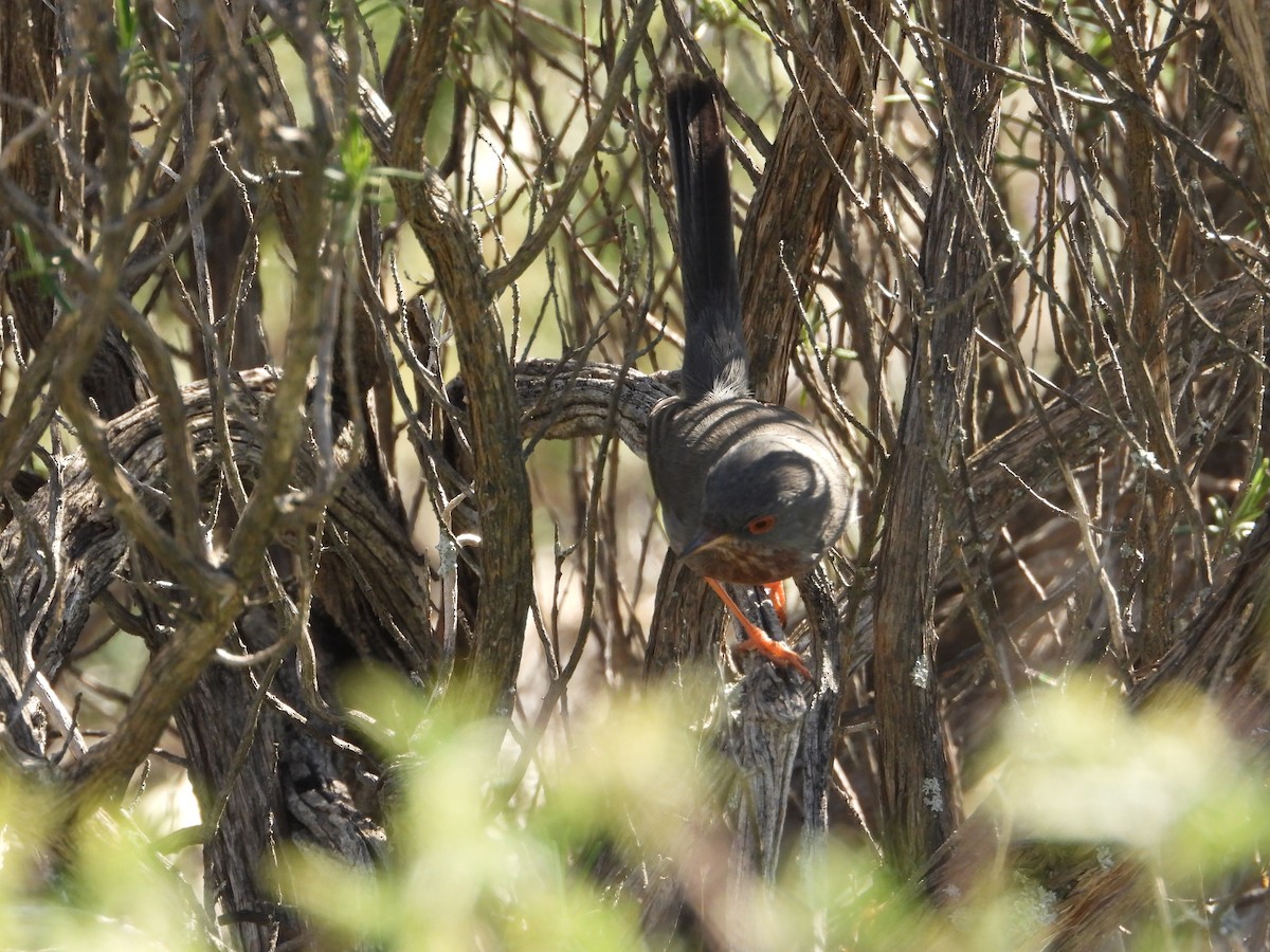 Etze-txinboa - ML647312318