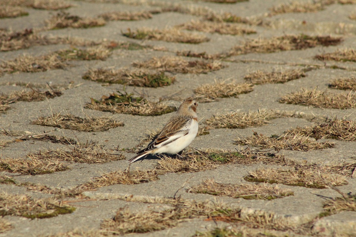 Escribano Nival - ML647312319