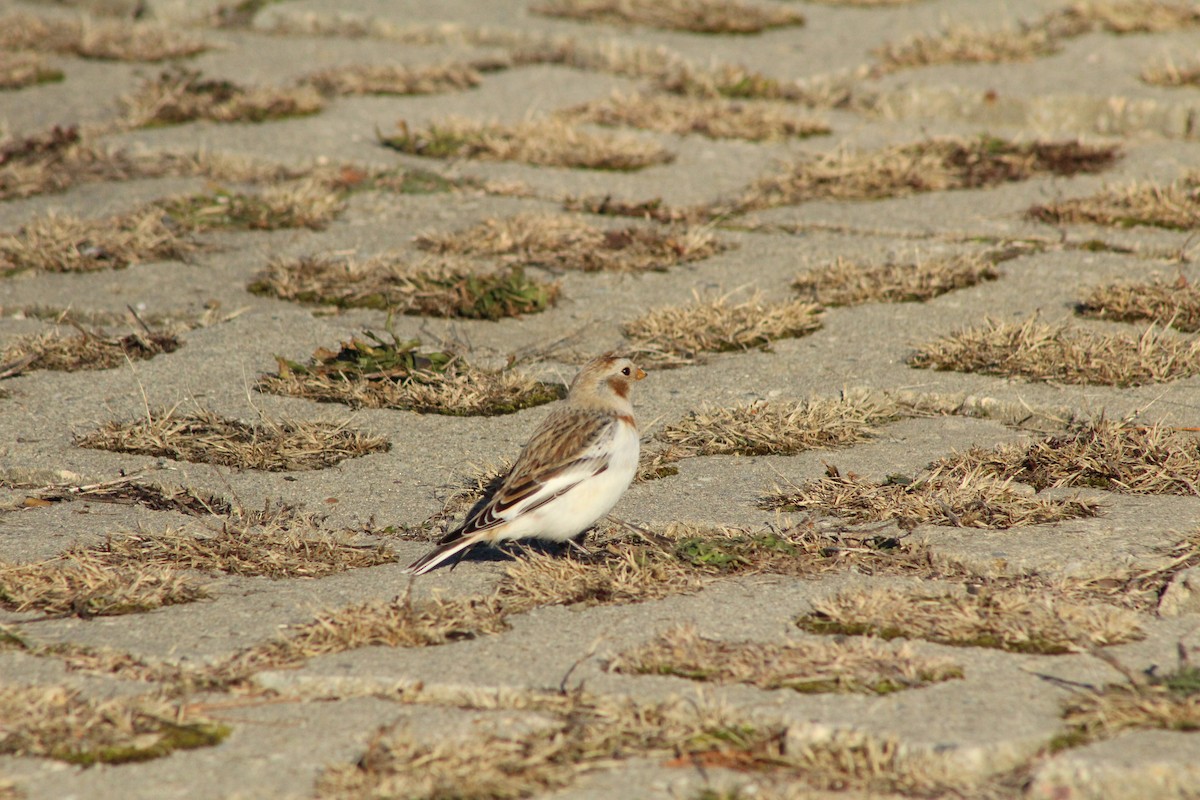 Escribano Nival - ML647312320