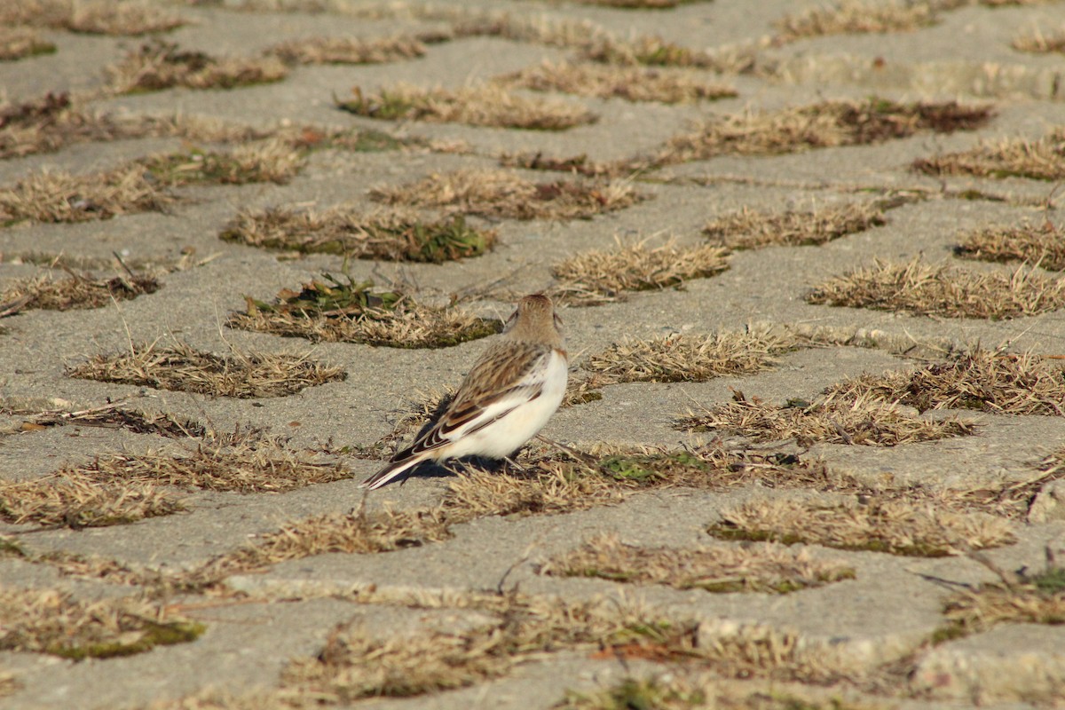 Escribano Nival - ML647312321