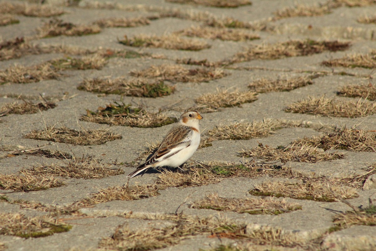 Escribano Nival - ML647312322