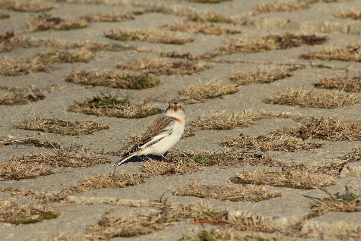 Escribano Nival - ML647312323