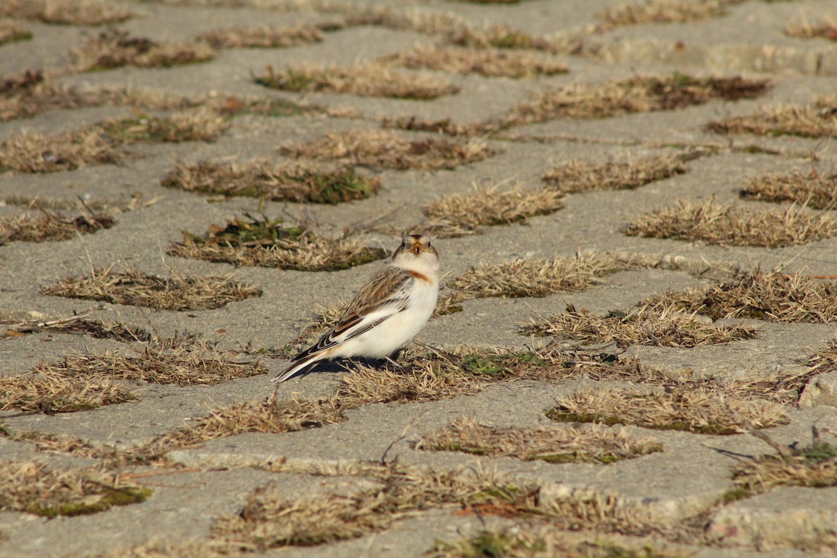 Escribano Nival - ML647312324