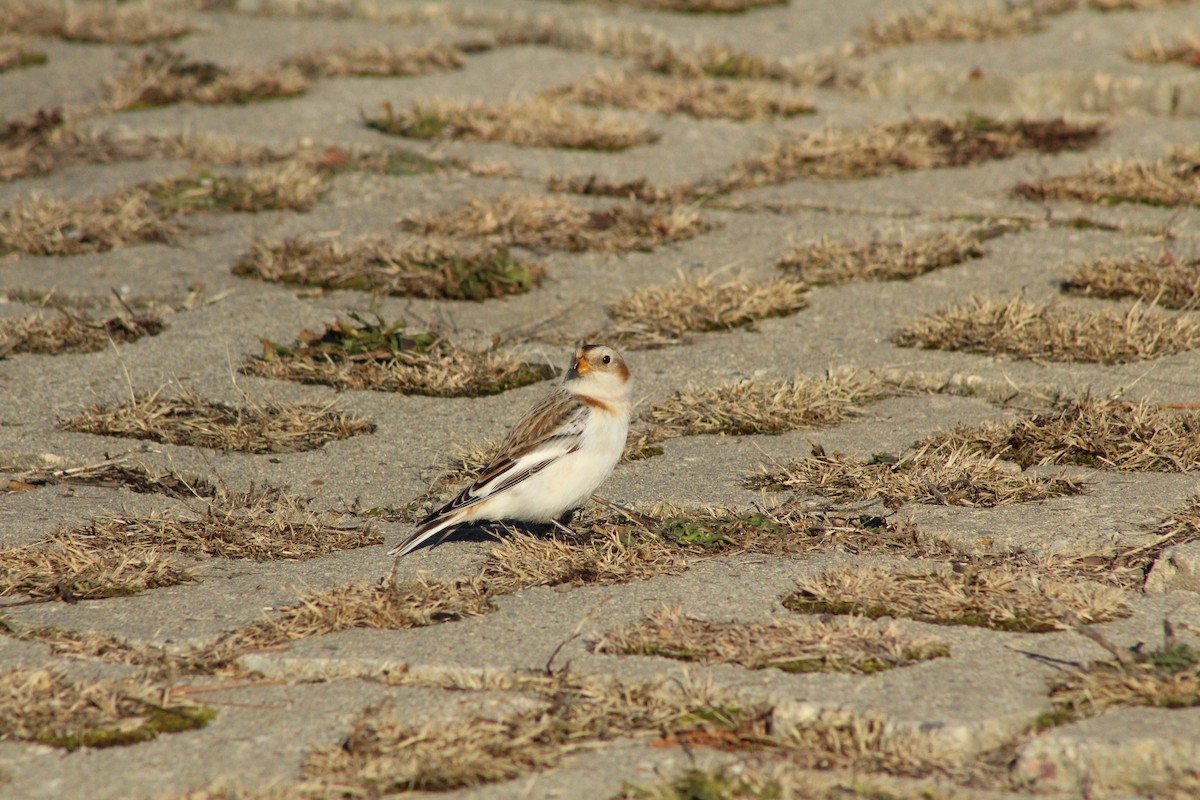 Escribano Nival - ML647312325