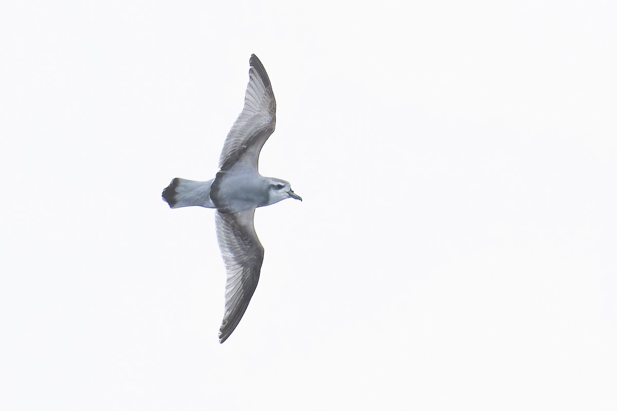 prion sp. - ML647312327