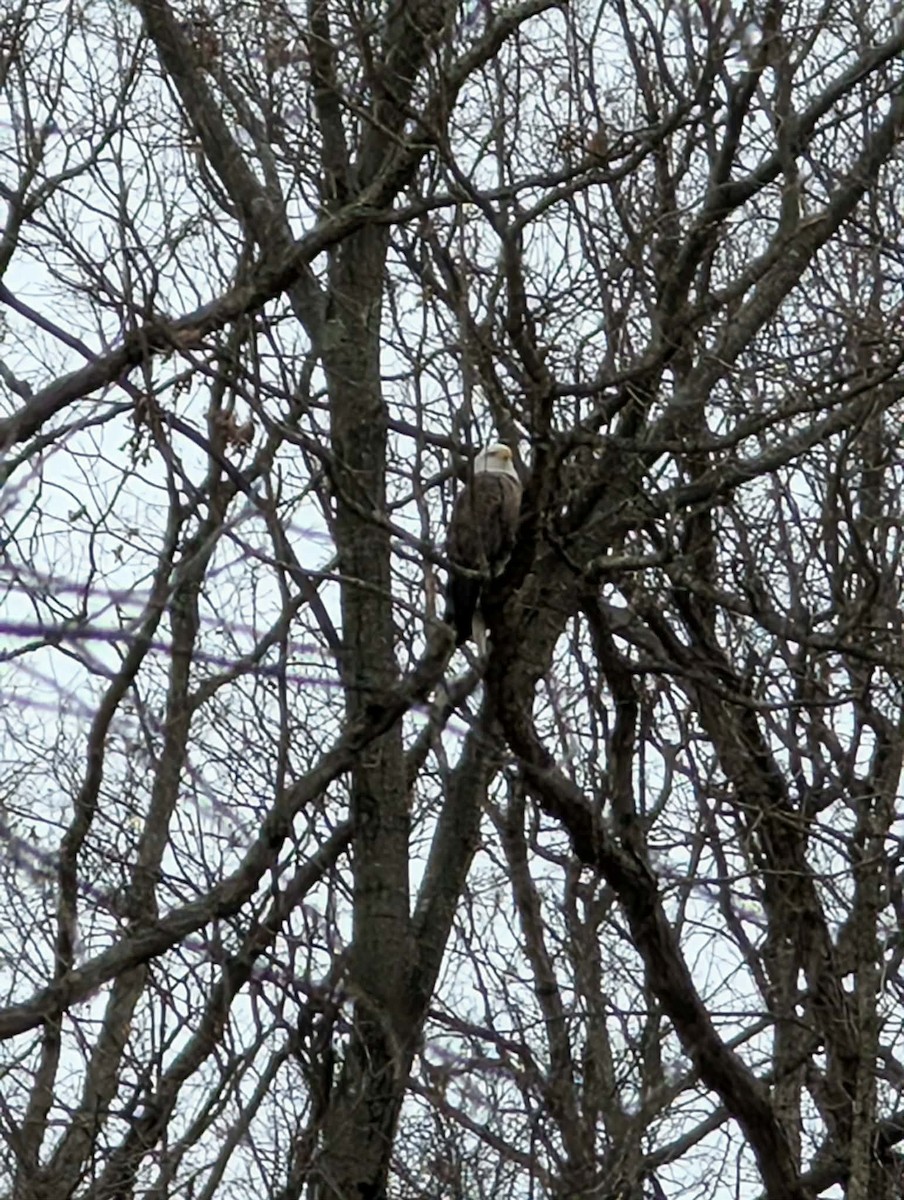 Itsas arrano buruzuria - ML647312328