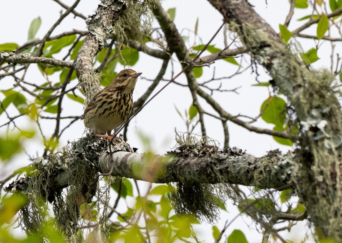 Uda-txirta - ML647312329