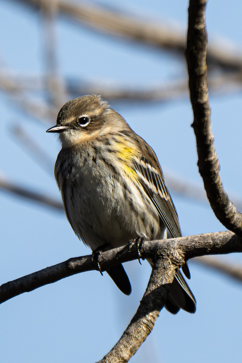 Yellow-rumped Warbler (Myrtle) - ML647312330