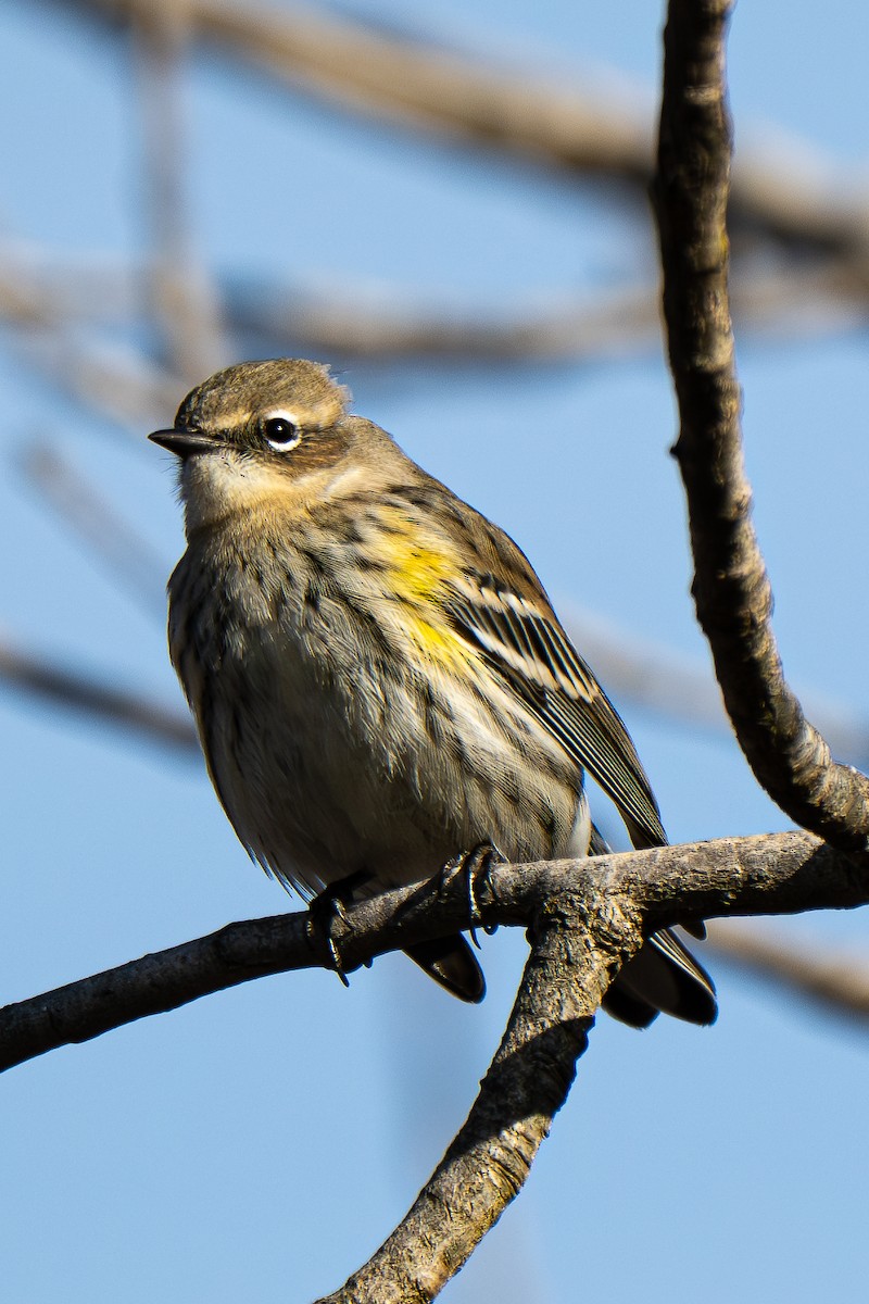 Yellow-rumped Warbler (Myrtle) - ML647312331