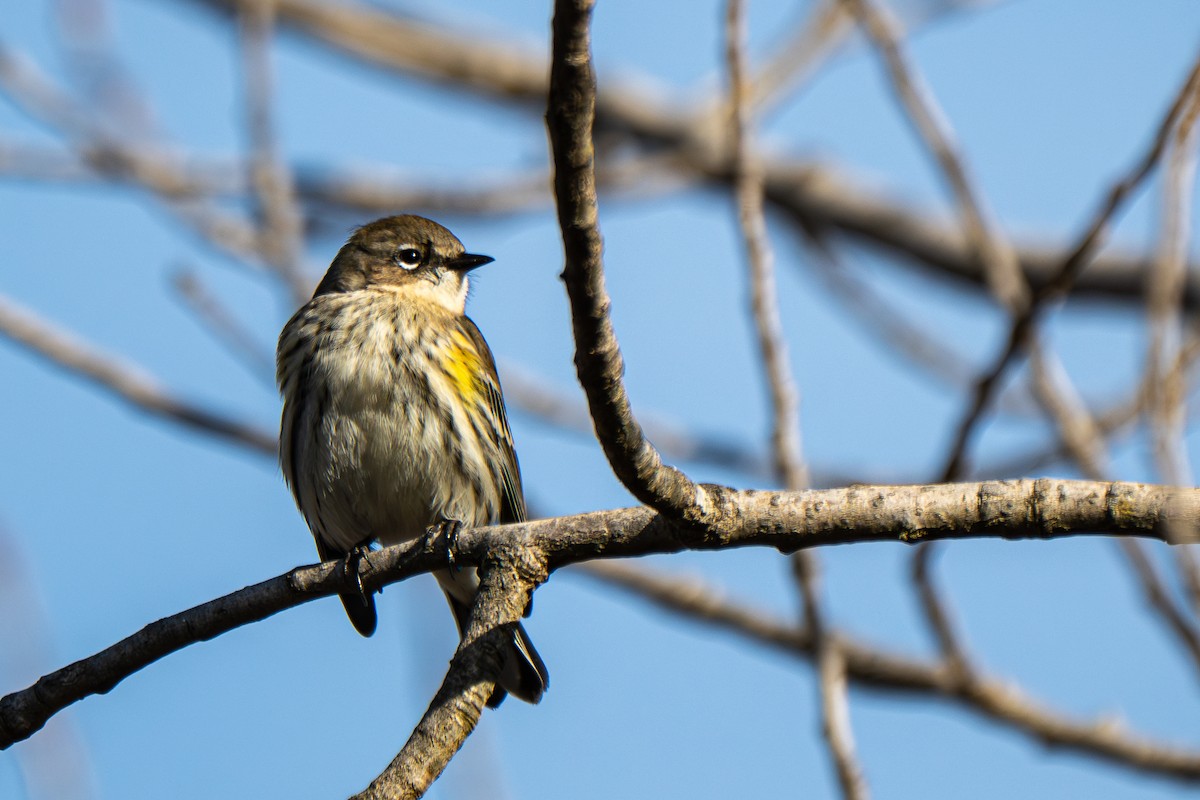 Yellow-rumped Warbler (Myrtle) - ML647312332