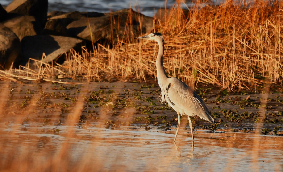 Amerika Gri Balıkçılı - ML647312339